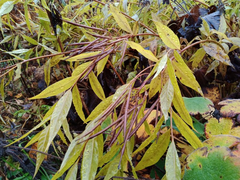 Amsonia tabernaemontana Амсония Табернамонтана